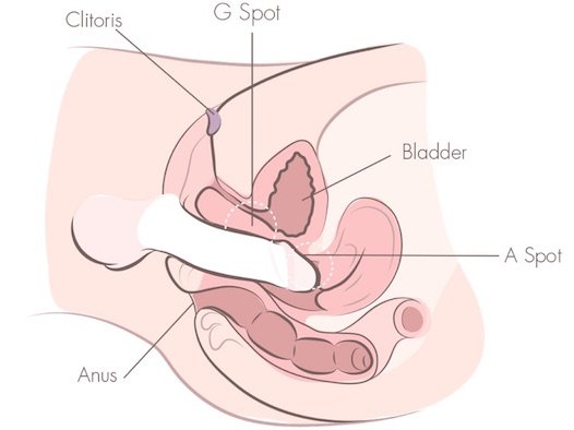 penetración profunda punto g una ilustración de vagina de sección transversal de punto